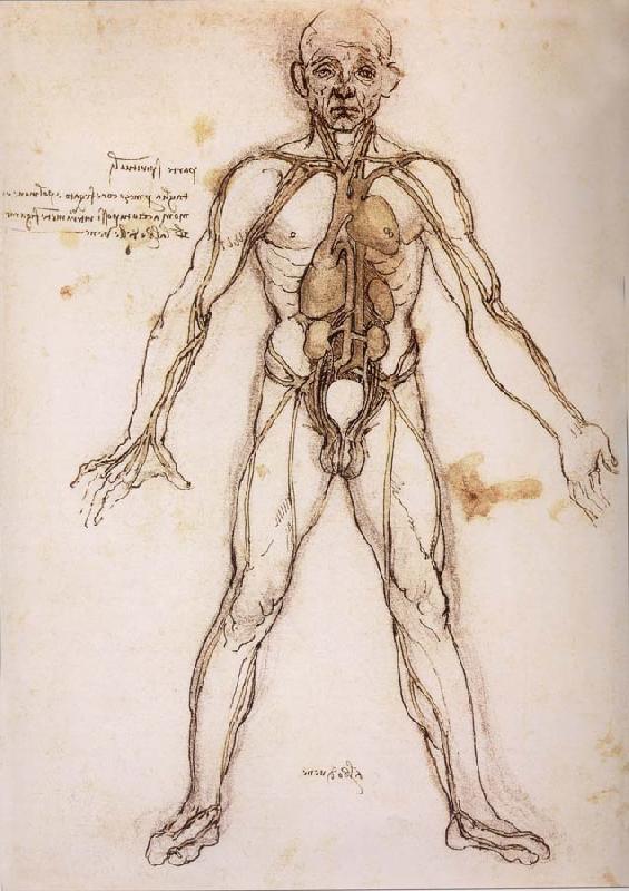  You branching of the Blutgefabe, anatomical figure with heart kidneys and Blutgefaben